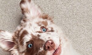 dixiehomecarpet191813410_116667013880826_4196990741125148995_n