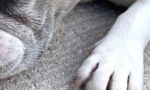 dixiehomecarpet89987127_659762824599146_937118165400656868_n